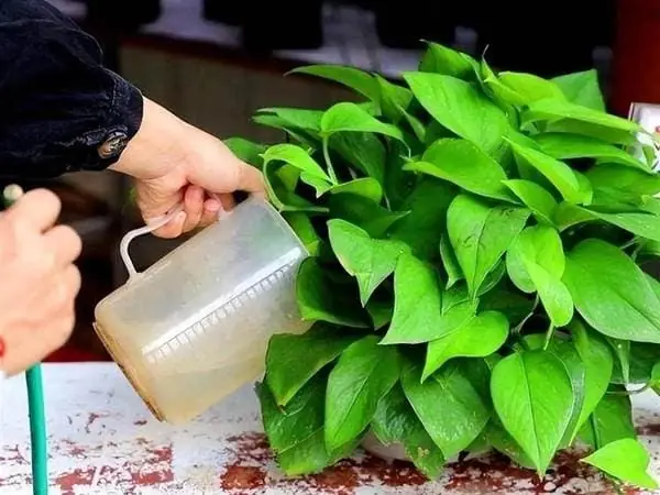 น้ำเสีย 6 ประเภทเป็น 'ยาบำบัดมหัศจรรย์' สำหรับไม้ประดับ การรดน้ำด้วยน้ำเสียเหล่านี้จะทำให้