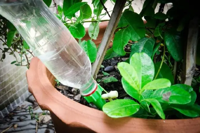 ไม่ใช่น้ำซาวข้าว แต่น้ำชนิดนี้ต่างหากคือ “ตัวช่วยชั้นยอด” รดแค่นิดเดียว ดอกไม้บานสะพรั่