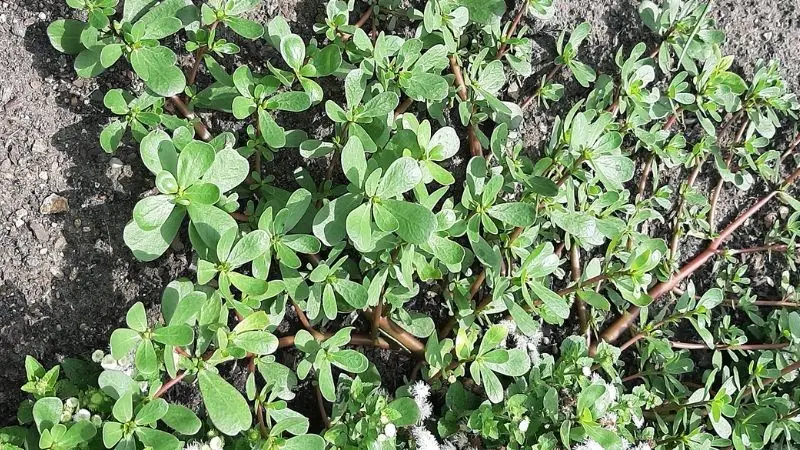 ข้างทางมีผักชนิดหนึ่งขึ้นเยอะมาก ถึงคนจะไม่ค่อยกินกัน แต่ผักนี้อุดมไปด้วยโอเมก้า-3 ที่ช่