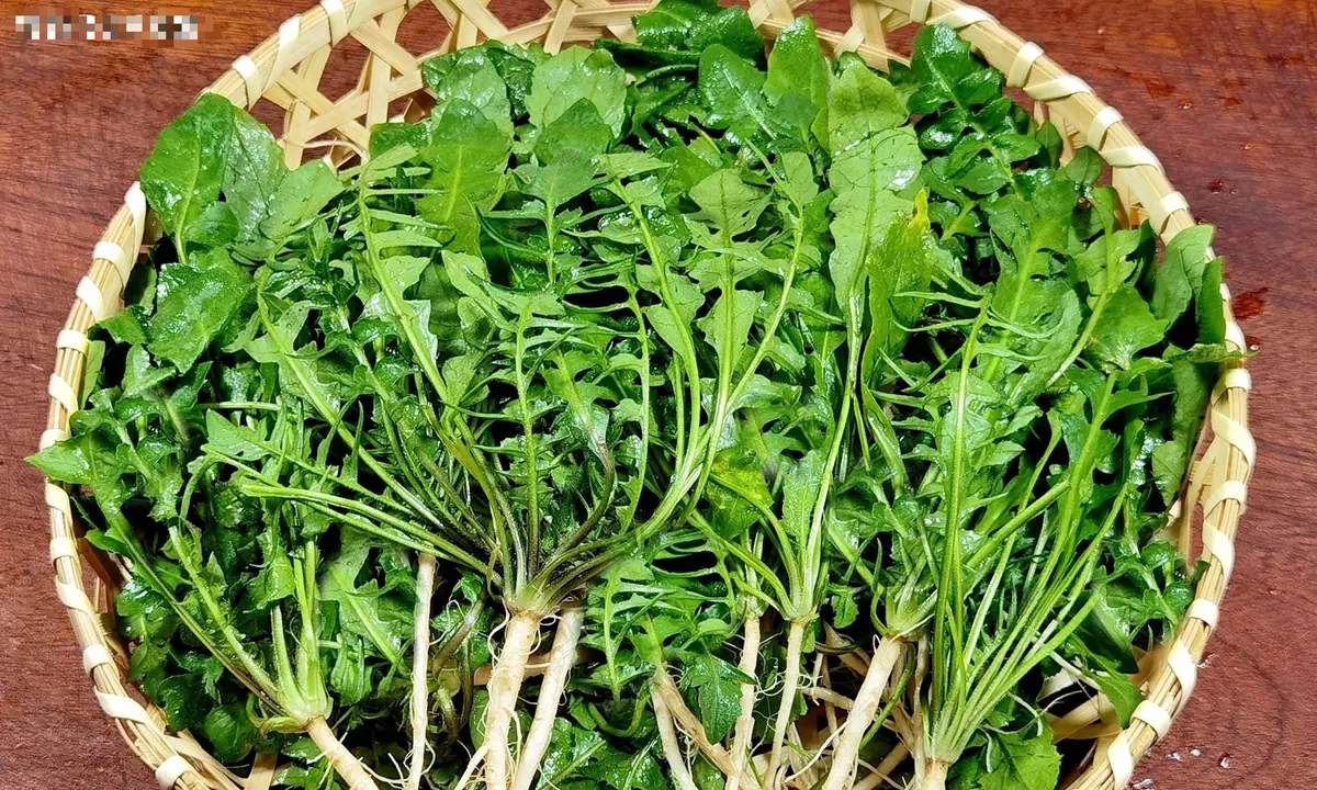 แค่กินผักกำมือเดียว “ดีเทียบเท่าเนื้อวัว” ขึ้นเต็มรั้วบ้าน แต่หลายคนกลับมองข้ามอย่างน่า