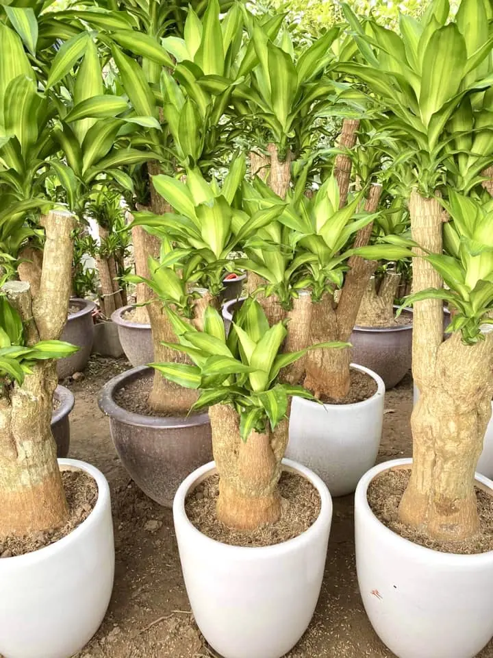 คำนำ: เลือกต้นไม้ผิดชีวิตเปลี่ยน! 3 ราศีที่ควรเลี่ยงกวักมรกต