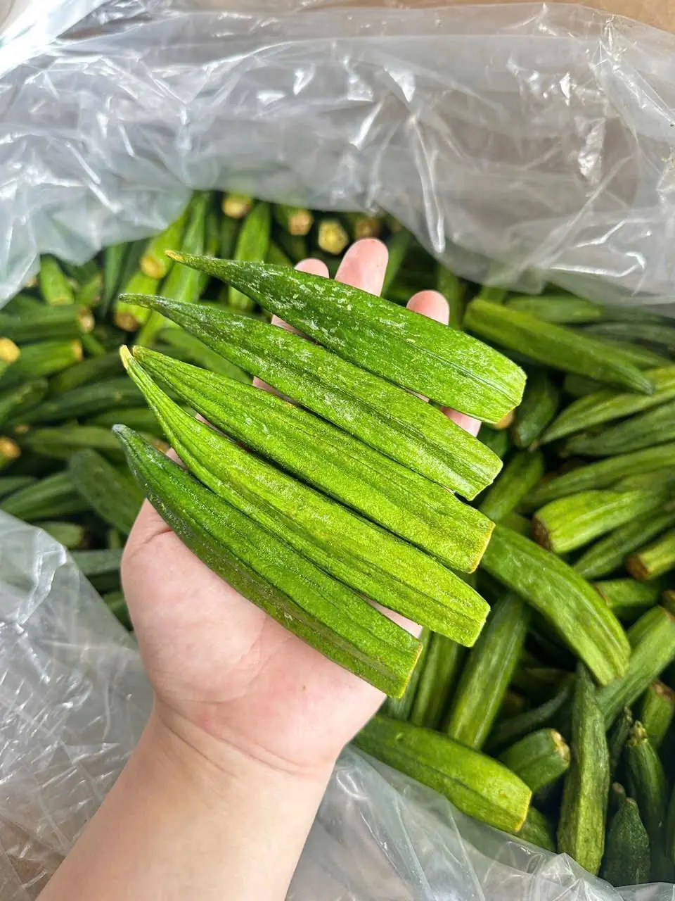 กระเจี๊ยบเขียวถูกขนานนามว่า “โสมของคนจน” แต่กลับเป็นของต้องระวังสำหรับ 5 กลุ่มนี้