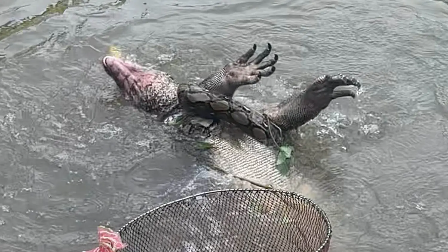 ลุ้นระทึก ตัวเงินตัวทองสู้กับงูในคลอง ศึกนี้ใครชนะ? คอหวยไม่พลาดตีเป็นเลขเด็ด