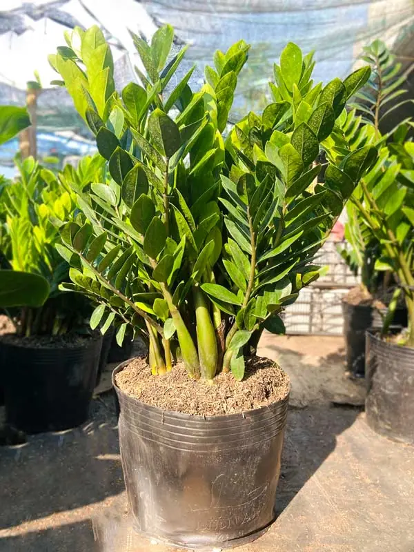 เตือนแล้วนะ! ต่อให้สวยแค่ไหน ก็ไม่ควรปลูก “ต้นกวักมรกต” สำหรับคน 3 ราศีนี้