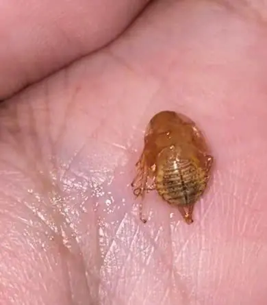 นี่ตัวอะไร แฟนระคายคอมา 3 วัน ไอแล้วหลุดออกมา พอรู้คำตอบ อยากร้องไห้แทน