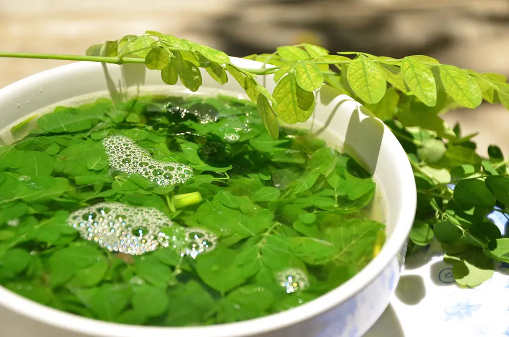 มะรุม “เนื้อวัวของคนจน”