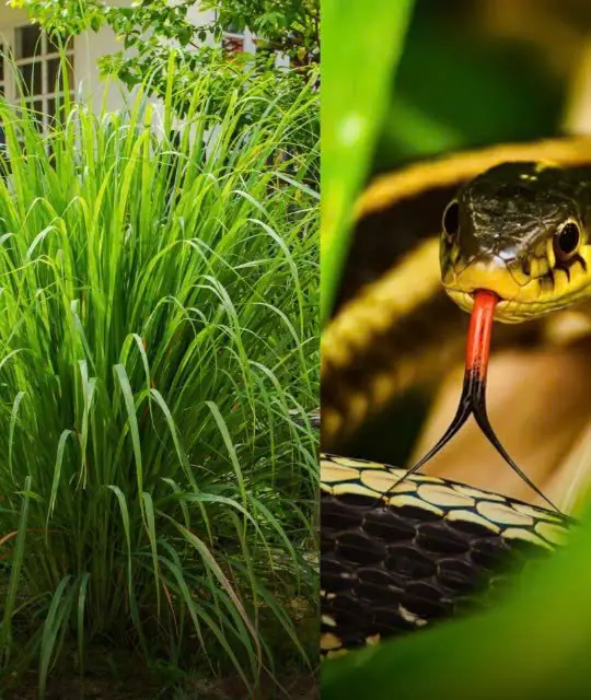 เพื่อไล่งู ทุกคนสามารถเลือกวิธีธรรมชาติได้ นั่นคือการปลูกพืชที่มีกลิ่นหรือคุณสมบัติที่