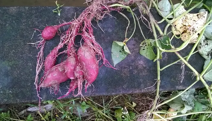 รากของผัก 5 ชนิดนี้ หลายคนมองว่าเป็นของเหลือทิ้ง แต่จริง ๆ แล้วกลับมีคุณ.ค่าไม่น้อยต่อสุข.ภ