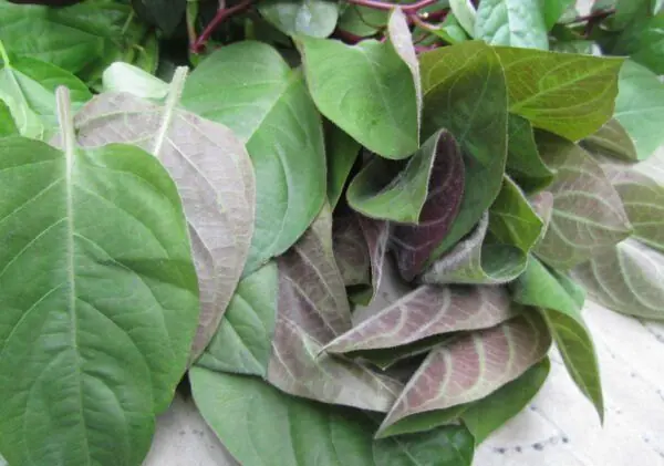 สรรพคุณมหัศจรรย์ของใบเหม็นเครือต่อกระดูกและข้อ