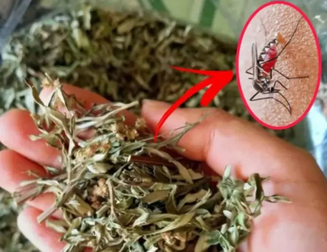 เพียงแค่วางใบไม้นี้ไว้ในห้อง ก็จะไม่มียุงอีกต่อไป