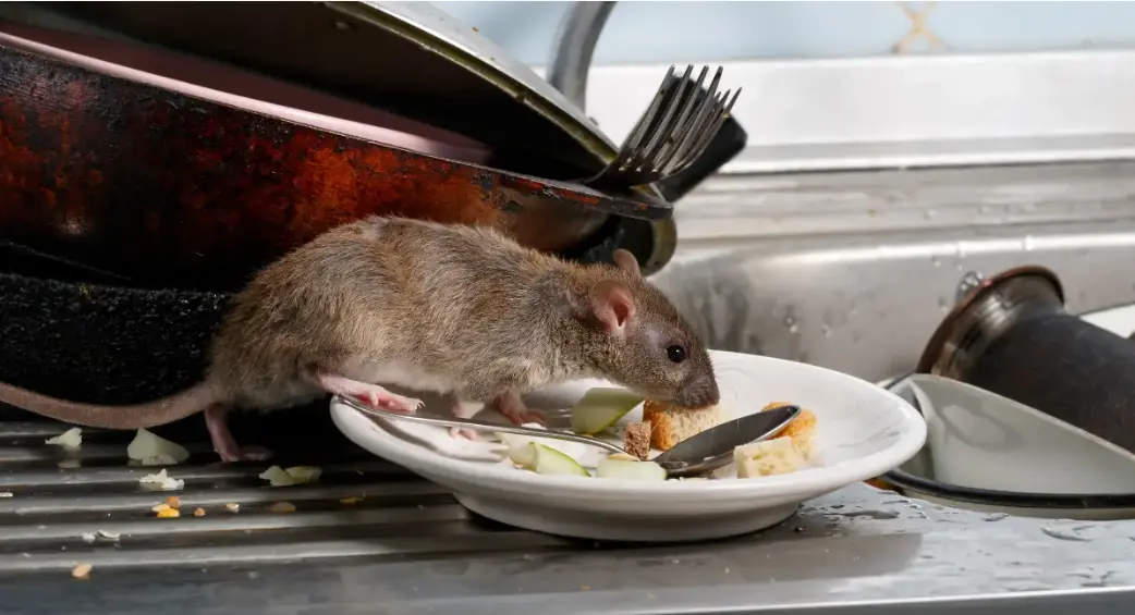 3 วัตถุดิบก้นครัว กลิ่นแรงไล่หนูอยู่หมัด วิธีธรรมชาติที่ได้ผลจริง