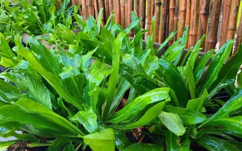 พืชสมุนไพรที่แม้ถูกทิ้งก็ยังโตได้ เด็ดกินสด ๆ หรือใส่อาหาร ช่วยป้องกันได้ถึง 17 โรค