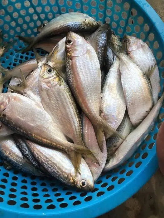 วิจัยฮาร์วาร์ดชี้เป้า 1 ปลาที่กินดี "มะเร็งกลัว" หาซื้อง่าย-ราคาถูก แถมช่วยบำรุงกระดูก