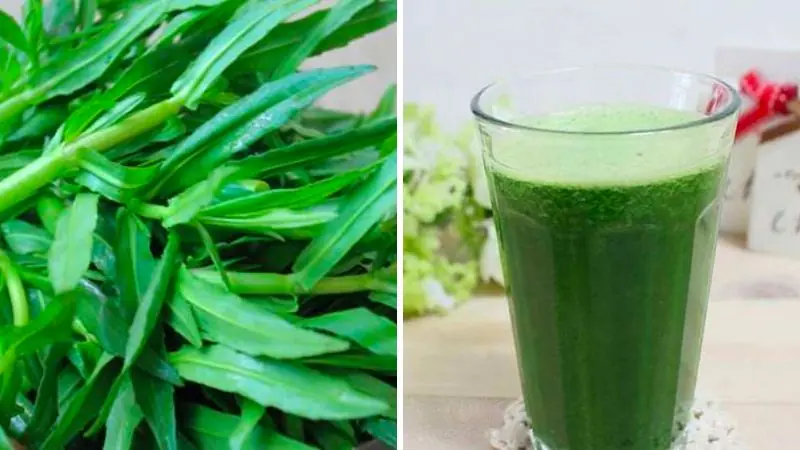 ผักพื้นบ้าน “ผักหนอก” สรรพคุณดีต่อสุขภาพ พร้อมตำรับยาธรรมชาติที่คุณควรรู้