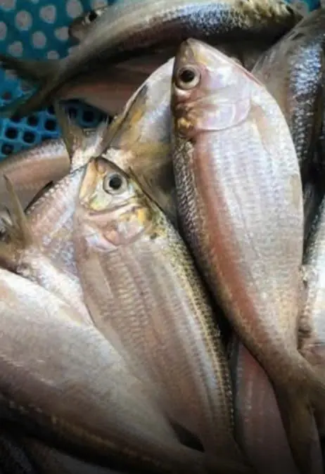 ซูเปอร์ฟู้ดราคาประหยัด! ปลาชนิดนี้ ช่วยลดเสี่ยงมะเร็งลำไส้ใหญ่ได้ถึง 31%