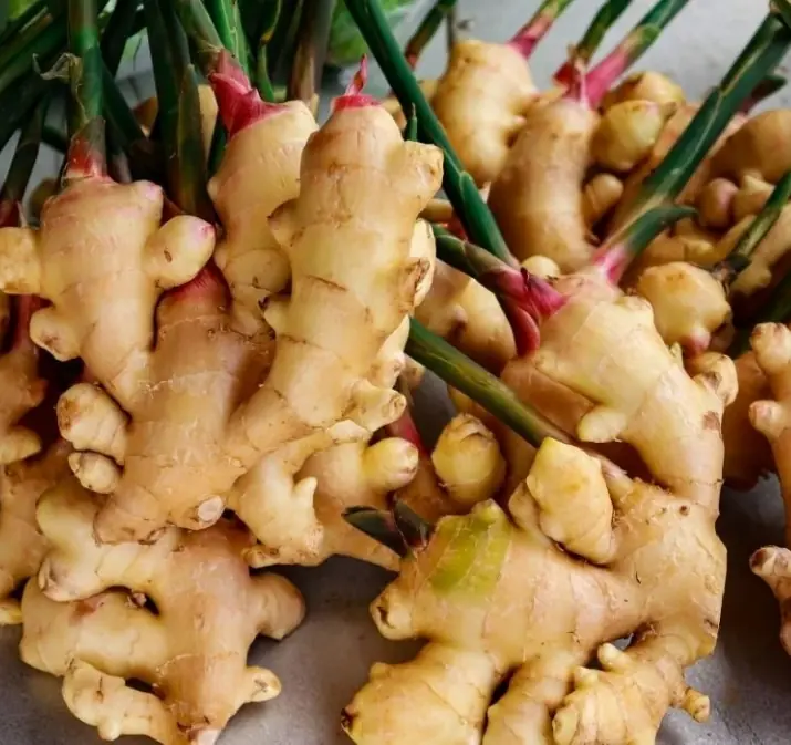 กินขิงเป็นประจำ ช่วย “ต้าน” 4 โรคเรื้อรังได้ อย่างมีประสิทธิภาพ