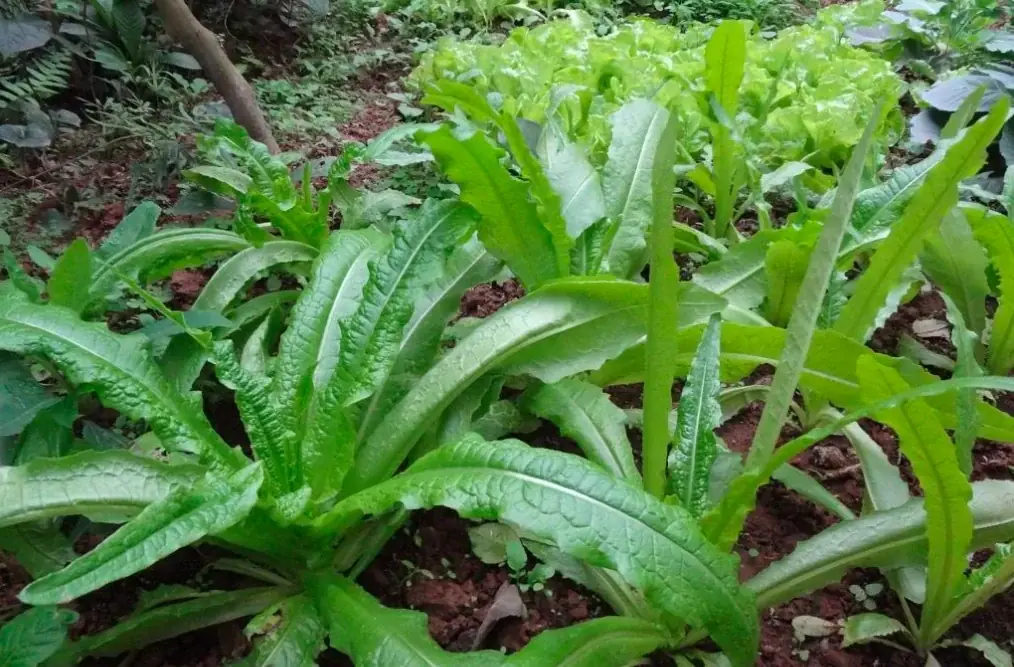 ผักชนิดนี้มีแคลเซียมสูงกว่าน้ำซุปกระดูกถึง 36 เท่า: กินสุกหรือกินสดก็ดี แต่หลายคนยังไม่รู