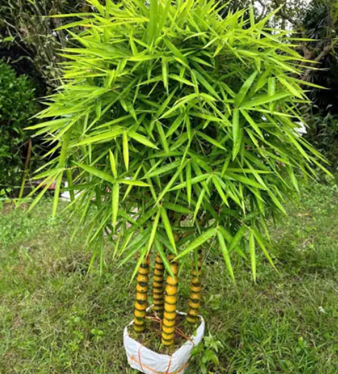 8 ชนิดของพืชที่นำพาความมั่งคั่งและโชคลาภมาสู่บ้านคุณ