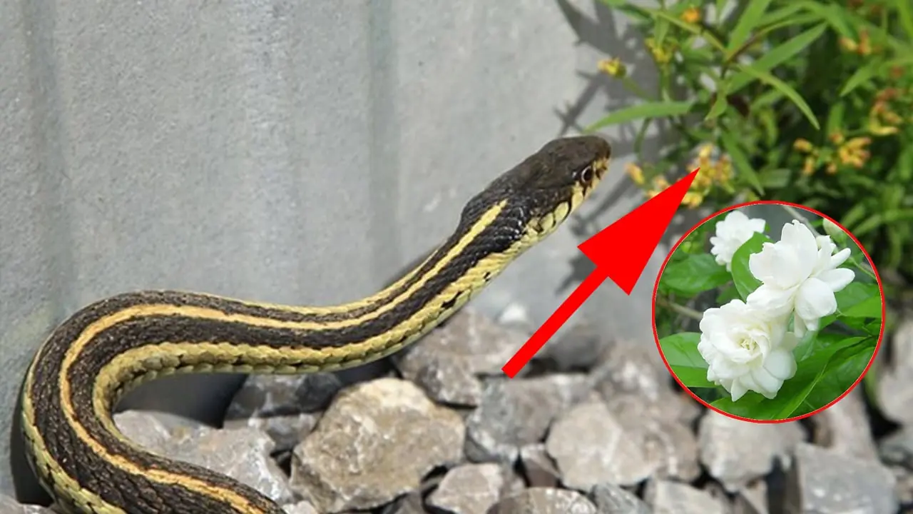 สวนหลังบ้านมี 4 ต้นไม้ที่งูชอบมาก อยากให้บ้านปลอดภัย ต่อให้ชอบแค่ไหนก็ควรถอนทิ้ง
