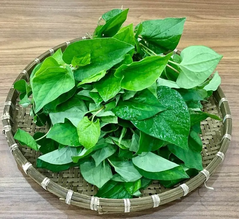 ขี้เกียจแค่ไหนก็ต้องปลูกต้นนี้ไว้ในบ้าน มันจะช่วยคุณได้ในยามฉุกเฉิน