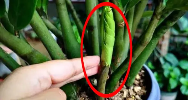 ต้นกวักมรกตชอบ “น้ำ 3 อย่างนี้” มาก! รดแค่ไม่กี่ช้อน ใบเงาวาวเหมือนกระจก แตกยอดใหม่จนแน่นกร