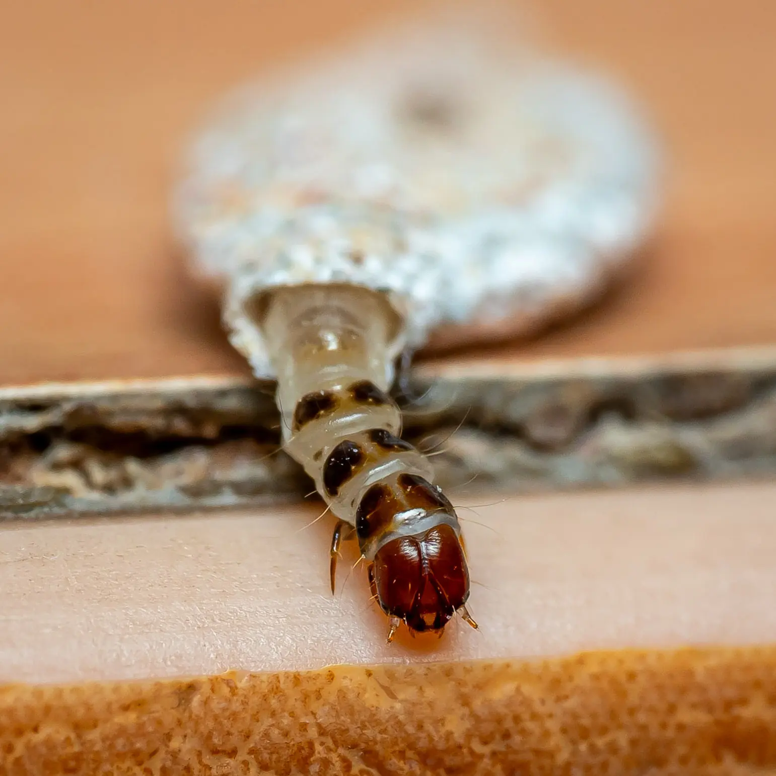 เห็นถุงเล็ก ๆ แปลก ๆ ติดผนังไหม? นี่แหละตัวจริงที่อยู่ข้างใน!