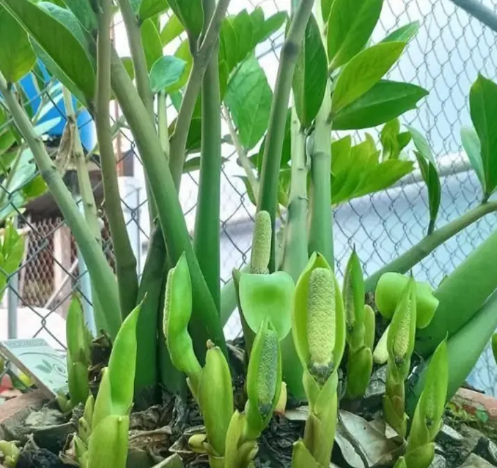 เคล็ดลับง่าย ๆ! ผสมสิ่งนี้ลงในน้ำรด “กวักมรกต” หน่อพุ่ง ใบเขียว ออกดอกไว เสริมโชคลาภเข้าบ้