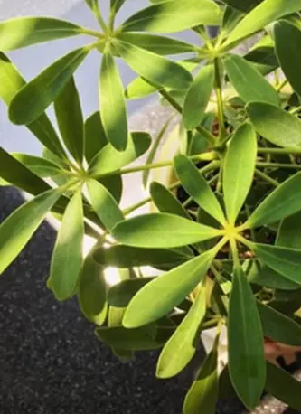 พืช 8 ชนิดที่สัตว์เลื้อยคลานไม่กล้าเข้าใกล้ ปลูกไว้รอบบ้านอุ่นใจแน่นอน