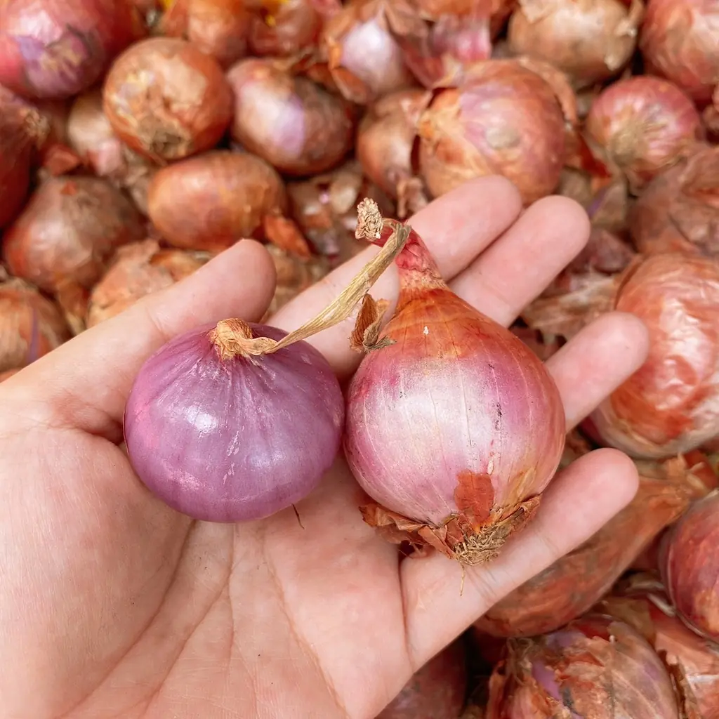 ความลับของสมุนไพรก้นครัวที่ช่วยให้คุณหลับสบายตลอดคืน