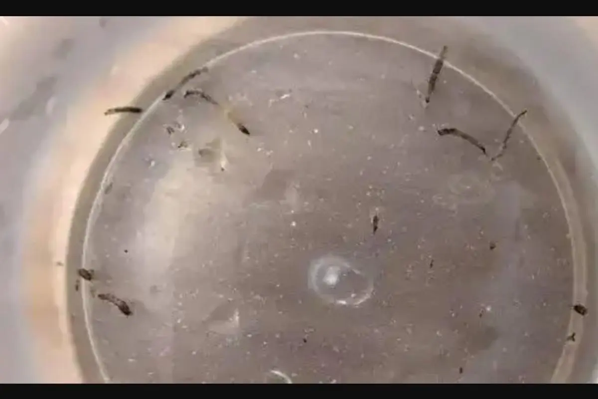 อันตรายใกล้ตัว! แมลงหวี่ขนในห้องน้ำ ต้นเหตุโรคร้ายที่คุณคาดไม่ถึง