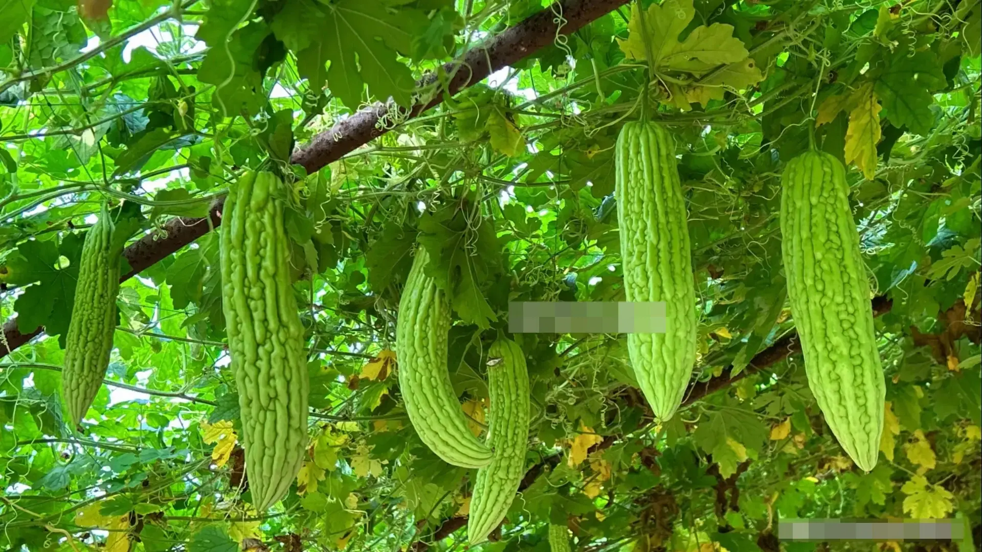 มะระมี “แหล่งกำเนิดความขม” เพียงตัดส่วนนี้ออก ความขมจะหายไปทันที ลองทำดู!