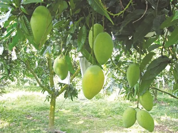 10 ต้นไม้ "ล่.องู" ใครปลูกไว้ในบ้านต้อ.งระ.วัง อาจกลายเป็นที่สร้.างรั.งของอส.รพิ.ษ