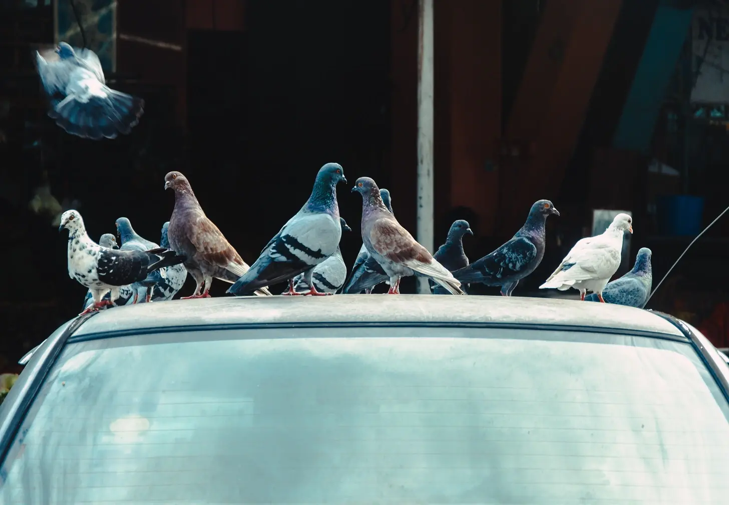 รถสีอะไรนกชอบ "ขี้ใ.ส่" มากที่สุด เปิดเหตุผลทางวิทยาศาสตร์ ทำไมตกเป็นเป้าโจ.มตี