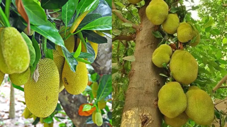 คนโบราณเตือน: 3 ต้นไม้ “ขวางโชคลาภ” อย่าปลูกหน้าบ้านเด็ดขาด