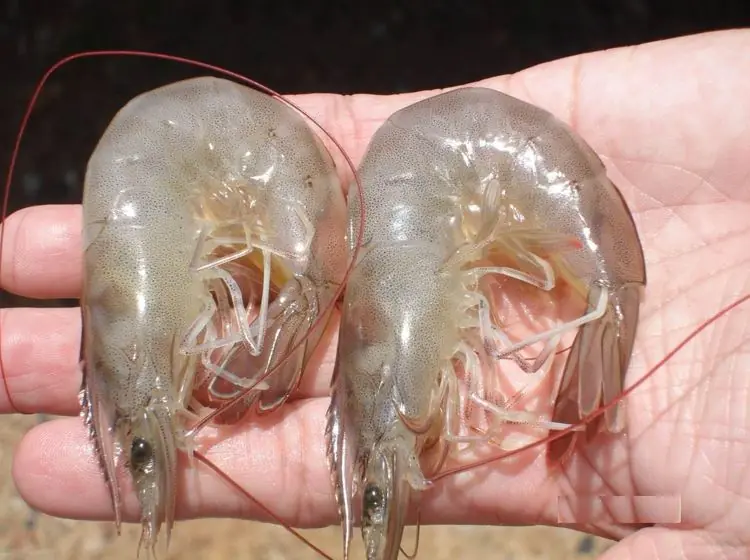 ซื้อกุ้งดูให้เป็น! เปิดคัมภีร์เลือก "กุ้งสด" vs "กุ้งฉีดสาร" จำไว้ใช้ได้ตลอดชีวิต ไม่โดนหลอกข