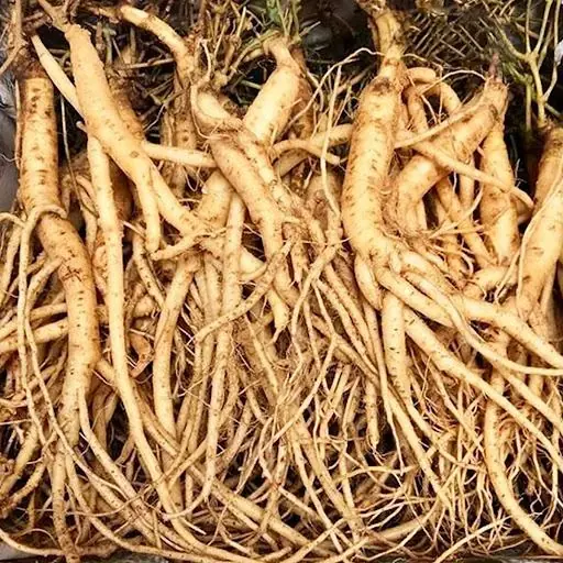 รากพืชชนิดนี้มีคุณค่าไม่แพ้โสม หลายคนกลับไม่รู้และถอนทิ้งอย่างน่าเสียดาย