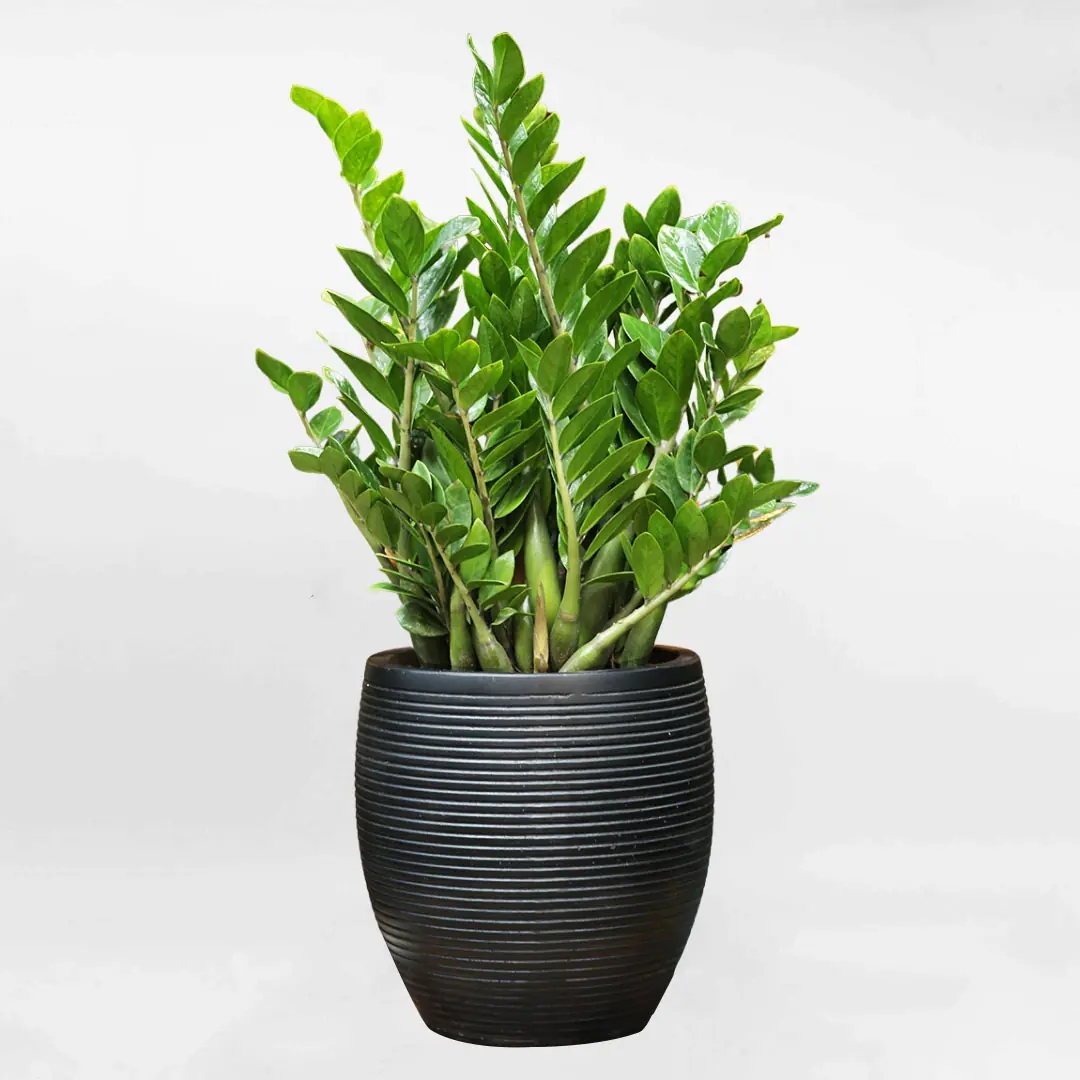 เตือนแล้วนะ! 4 ปีนักษัตรนี้ “ห้ามปลูกต้นกวักมรกต” ระวังปลูกแล้วการเงินสะดุด ไม่รู้ตัว