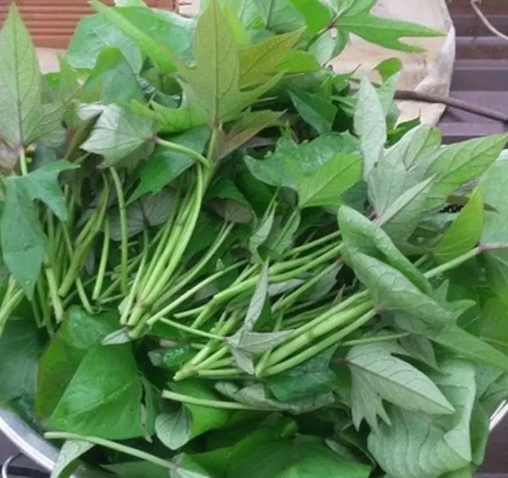 จาก "ผักเลี้ยงหมู" สู่ "ไม้กวาดล้างหลอดเลื.อ.ด" กูรูชี้ 7 ประโยชน์ ถูกและดีมีอยู่จริง