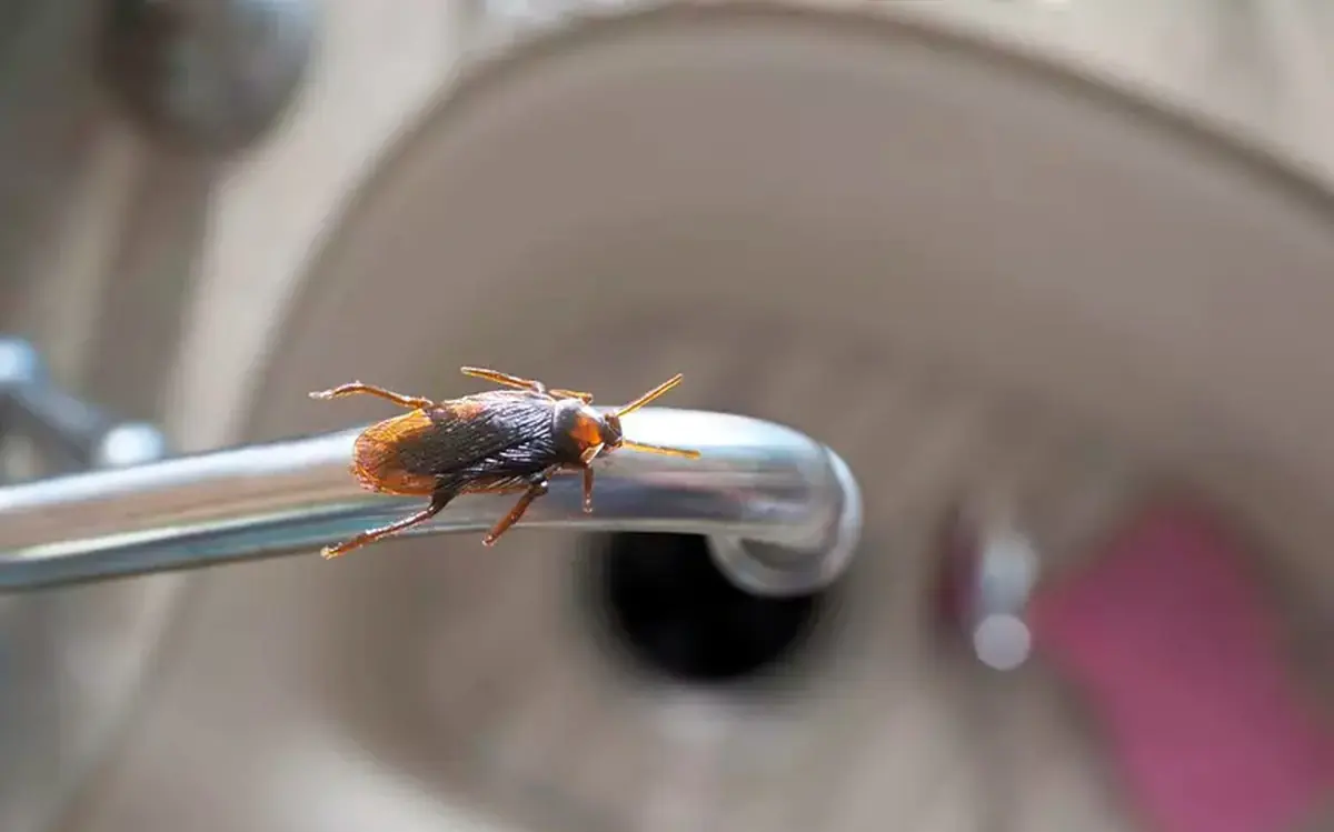 กำจัดแมลงสาบบินได้อย่างไร? อาจารย์เผย "เคล็ดลับ" อยู่บ้านมา 20 ปีไม่เคยเจอเลย!