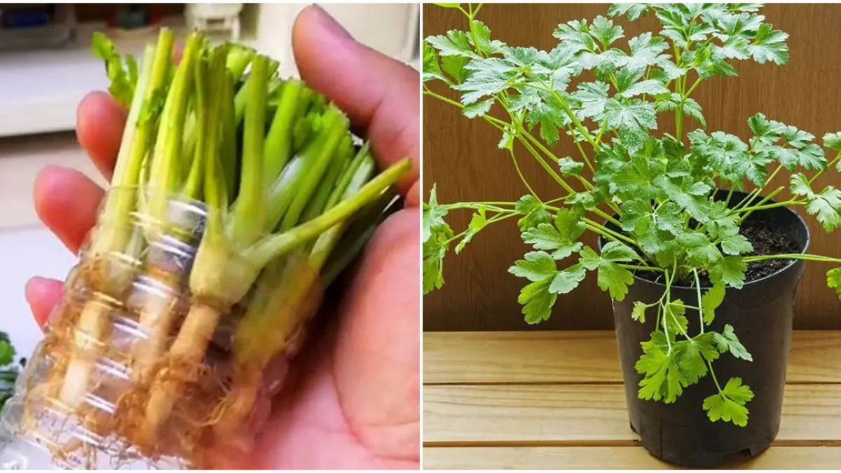 วิธีง่ายๆ ในการปลูกผักชีโดยไม่ต้องใช้ดิน เก็บเกี่ยวหลังจาก 10 วัน