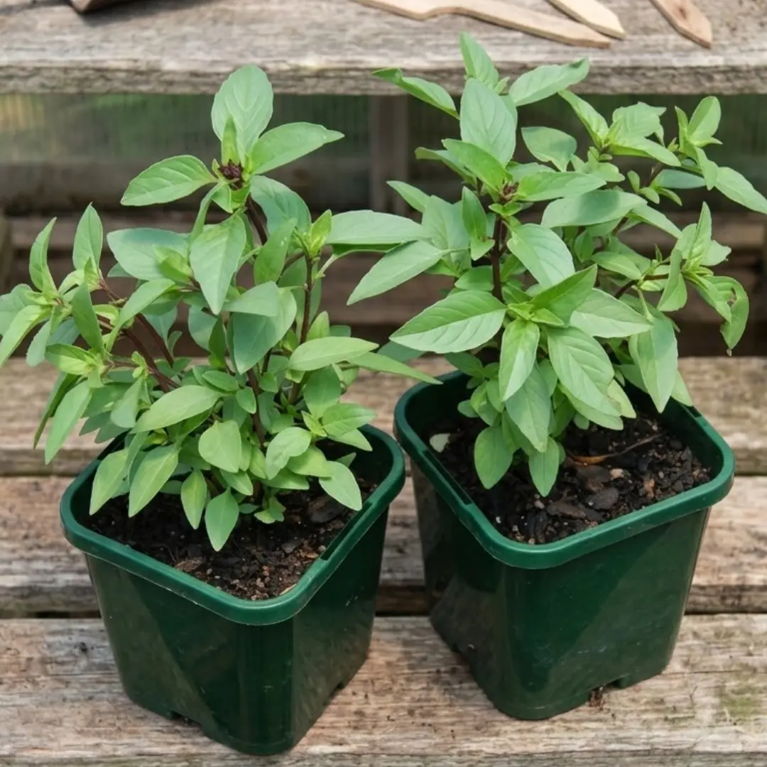 "ต้นไม้ไล่ยุง" ปลูก 6 ชนิดนี้ไว้รอบบ้าน กลิ่นหอมที่ยุงกลัว ตัวช่วยไม่ต้องพึ่งเคมี