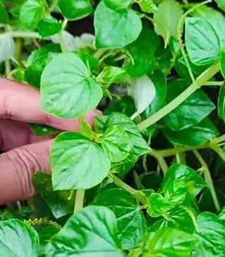 รู้ไว้! ผัก 2 อย่าง เพิ่มคอลลาเจนให้ข้อเข่าแข็งแรง