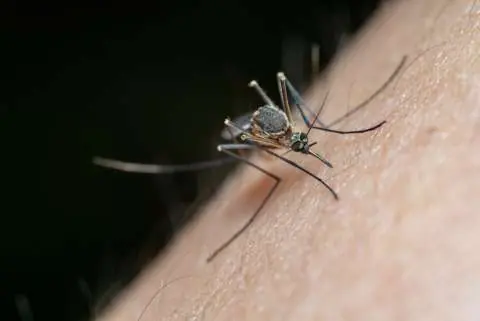 รวมให้แล้ว! 6 กลิ่นที่ยุง "เกลี.ยดเข้าไ.ส้" เป็นกลิ่นจากธรรมชาติ แถมหาได้ง่ายในไทย