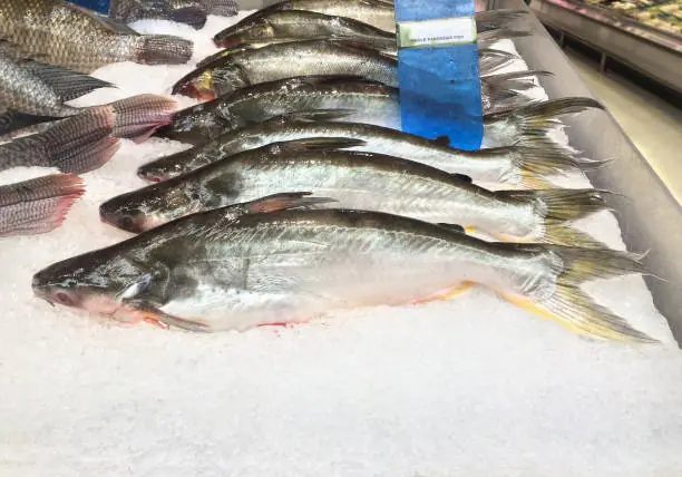 ปลาน้ำจืด 1 ชนิด คนไทยคุ้นเคยดี โปรตีนราคาถูก โ.อเ.มก้.า 3 สู.งไ.ม่แ.พ้ปลาทะเล