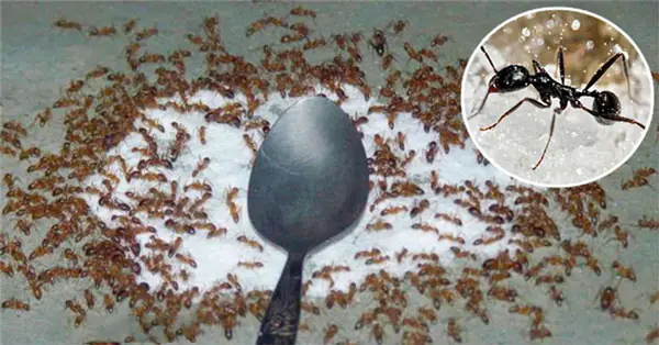 บ้านมดขึ้นเต็ม อย่าเพิ่งเสียเงินซื้อสารเคมี! แค่โรยสิ่งนี้เล็กน้อย มดหนีหายทันที