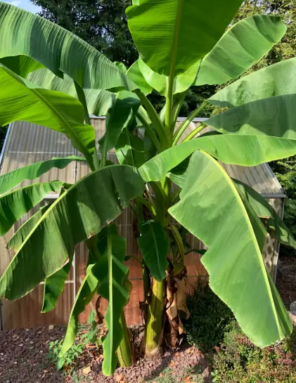 บรรพบุรุษเตือนแรง! “4 ต้นไม้ต้องห้ามหน้าบ้าน” ปลูกผิดชีวิตสะดุด เงินทองไหลออกไม่รู้ตัว