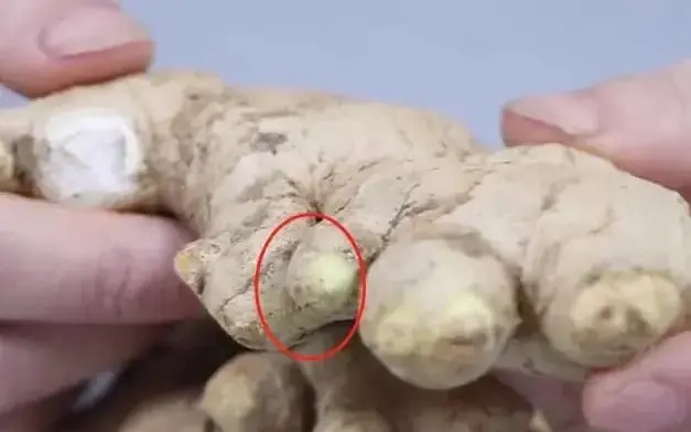 ถ้าคุณเห็นขิงแบบนี้ในตลาด ห้ามซื้อเด็ดขาด!  แม้แต่พ่อค้าขายผักก็ยังไม่กล้าแตะต้องเลย!