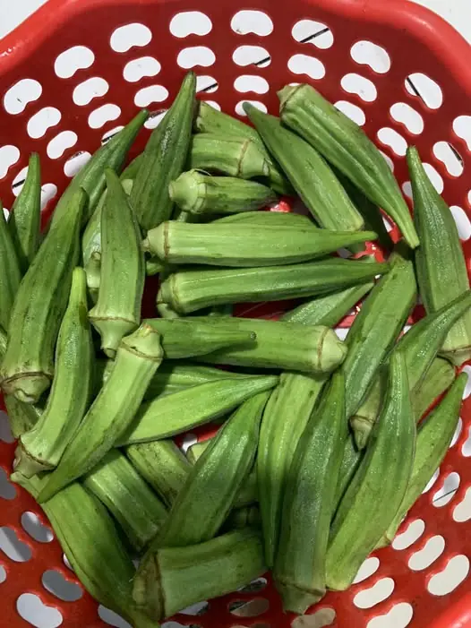 แพทย์หญิง อายุ 100 ปี ยังให้บริการคนไข้ไม่คิดเกษียณ เผยเคล็ดลับอายุยืน กินผัก 4 ชนิด