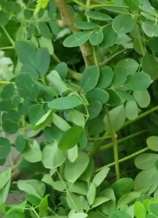 ผักชั้นดีเทียบเท่ารังนก แคลเซียมสูงกว่านม 4 เท่า มีขายทั่วไป แต่คนน้อยรู้จักกิน