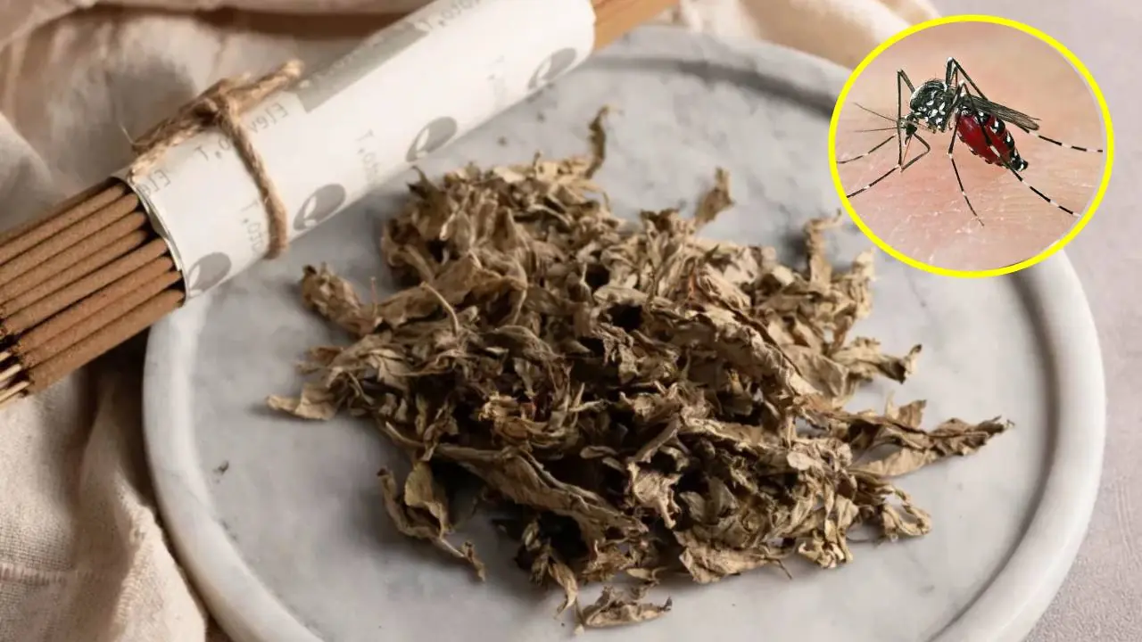 ยุงกลัวใบไม้นี้ที่สุด! แค่หยิบมาหนึ่งกำมือวางในห้องนอน ยุงหายเกลี้ยง หลับสบายทั้งคืน